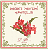 Le Blanc Amaryllis - Starfish Duftbeutel 11 x 11 cm 8 g