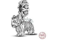 Charm Sterlingsilber 925 Hund - Yorkshire Terrier - Yorkie, Anhänger für Armband Tier