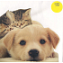 Nekupto Kartonstücke Hund, Katze, G 46 3256