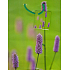 Nekupto Geschenk Papiertüte 23 x 18 x 10 cm Lila Blume