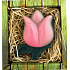 Böhmen Geschenke Tulip rosa handgemachte Toilettenseife in einer Box von 75 g