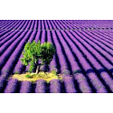 Dermacol Lavendel Härter 3in1