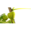 Millefiori Milano Natural Green Fig & Iris - Grüner Feigen- und Iris-Diffusor 500 ml + 12 Stiele mit einer Länge von 35 cm für große Räume Die Füllung dauert 6-7 Monate