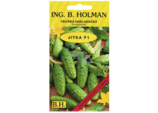Salatgurken Holman F1 Jitka 2,5 g