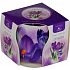 Essenzen des Lebens Krokus aromatische Kerze in Glas 100 g