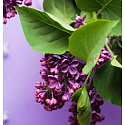 Village Candle Wild Lilac Duftkerze im Glas 2 Dochte 602 g