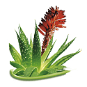 Bione Cosmetics Aloe Vera Körper- und Hautcreme für alle Hauttypen 260 ml