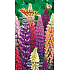 Seva Seed Lupine Rusell - Farbmischung 1,5 g