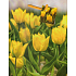 Nekupto Geschenk Papiertüte 23 x 18 x 10 cm Gelbe Tulpen 1445 01 KFM