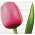 Böhmen Geschenke Holztulpe rosa-weiß 34 cm