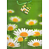 Nekupto Geschenk Papiertüte 32,5 x 26 x 13 cm Gänseblümchen 1 Stück 771 50 BL