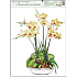 Fensterfolie ohne Leim Orchidee gelb-weiß 42 x 30 cm