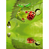 Nekupto Geschenk Papiertüte 23 x 18 x 10 cm Marienkäfer 1 Stück 828 50 BM