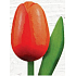 Böhmen Geschenke Holztulpe orangerot 20 cm
