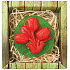 Bohemia Gifts Tulip handgemachte Toilettenseife in einer Schachtel mit 75 g