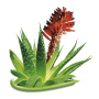 Bione Cosmetics Aloe Vera Pferdesäuresalbe 300 ml