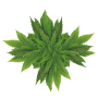 Bione Cosmetics Cannabis Kräuterbalsam mit Rosskastanie 300 ml