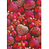 Ditipo Geschenkpapier 70 x 200 cm Weihnachtsrot rote Flasche