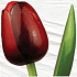 Böhmen Geschenke Holztulpe dunkelrot 34 cm
