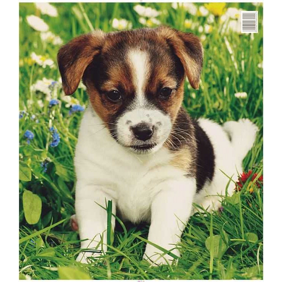 Presse Plastikbeutel 45 x 50 cm Welpe/Hund 1 Stück
