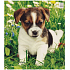 Presse Plastikbeutel 45 x 50 cm Welpe/Hund 1 Stück