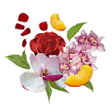 Compagnia Delle Indie 11 Orchidee und Zedernholz Eau de Parfum für Frauen 75 ml
