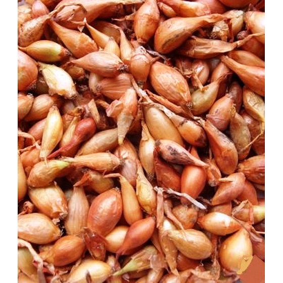 Všetana, Zwiebelpflanzer 20 kg