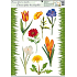 Fensterfolie ohne Leim Gras und Blumen Typ 4 Tulpe 42 x 30 cm