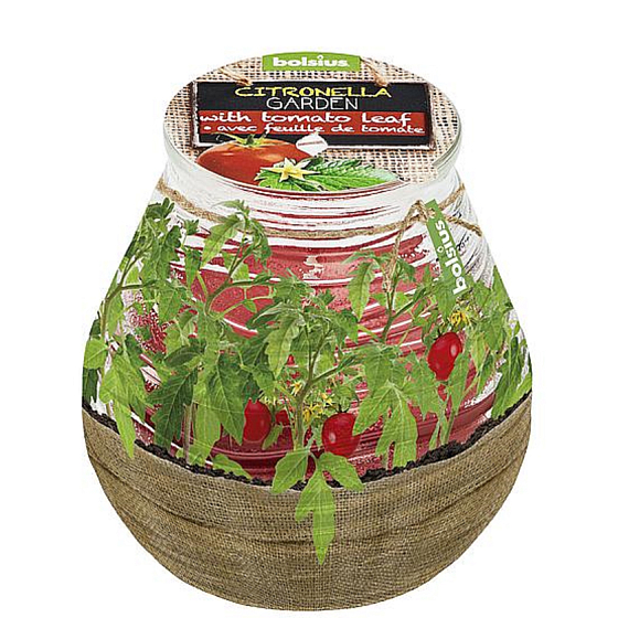 Bolsius Aromatic Citronella Repellent im Glasdesign Kräuter-Kirschtomaten-Duftkerze 90 x 94 mm