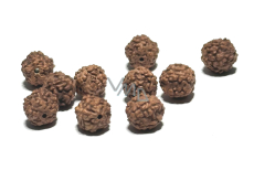 Rudraksha Naturperle 8 mm, 10 Stück