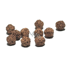 Rudraksha Naturperle 8 mm, 10 Stück Rudraksha Naturperle 8 mm, 10 Stück