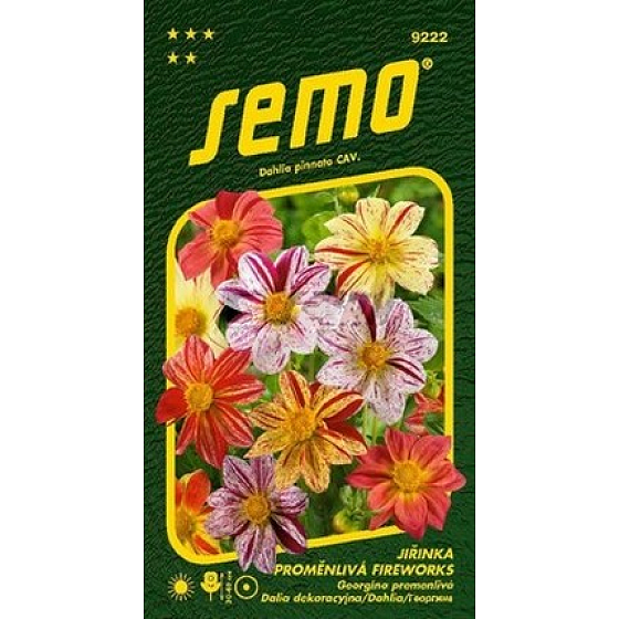 Semo Dahlia Fireworks 0,3 g