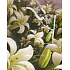 Nekupto Geschenk Papiertüte 14 x 11 x 6,5 cm Lilien 1171 50 BS