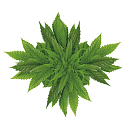 Bione Cosmetics Cannabis Körpermilch 500 ml