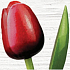 Böhmen Geschenke Holztulpe rot-weiß 34 cm