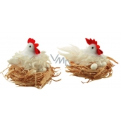 Weiße zottige Henne in einem 12 cm Nest