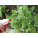 AgroBio® Mospilan® AgroBio® Mospilan®