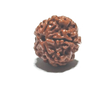 Rudraksha natürliche Perle 18 mm 1 Stück