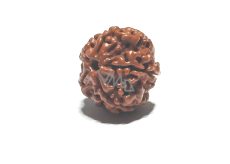 Rudraksha natürliche Perle 18 mm 1 Stück