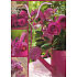 Nekupto Geschenk Papiertüte 32,5 x 26 x 13 cm Rose, Gießkanne 1303 30 KFL