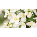 Millefiori Milano Natural Jasmine Ylang - Duftkerze mit Jasmin und Ylang brennt bis zu 60 Stunden 180 g