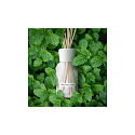 Millefiori Milano Natural White Mint & Tonka - Diffusor aus weißer Minze und Tonkabohnen 250 ml + 8 30 cm lange Stiele für mittelgroße Räume hält mindestens 3 Monate