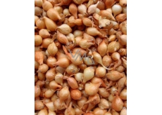 Stuttgarter Zwiebelsetzlinge, gewogen 250 g