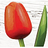 Böhmen Geschenke Holztulpe orangerot 34 cm