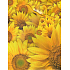 Nekupto Geschenk Papiertüte 23 x 18 x 10 cm Sonnenblume 1 Stück 754 01 BM