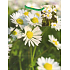 Nekupto Geschenk Papiertüte 23 x 18 x 10 cm Gänseblümchen 1 Stück 635 50