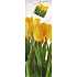 Nekupto Geschenk Papiertüte für eine Flasche 33 x 10 x 9 cm Tulpen 1331 01 KFLH