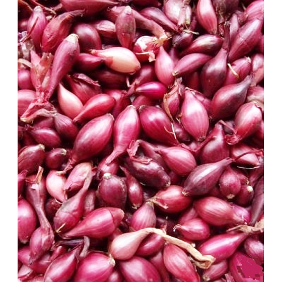 Karmen, Pflanzgefäß für rote Zwiebeln 20 kg