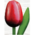 Böhmen Geschenke Holztulpe rot-weiß 20 cm
