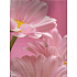 Nekupto Geschenk Papiertüte 46 x 33 x 10,5 cm Rosa Blume 1 Stück 774 30 BXL
